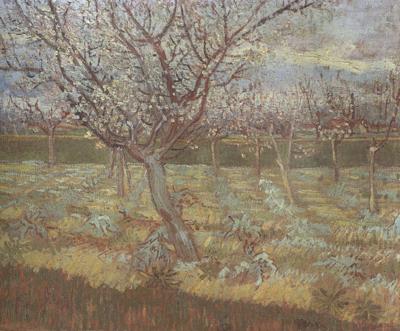 Apricot Trees in Blossom (nn04), Vincent Van Gogh